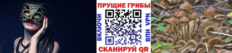 Псилоцибиновые грибы прущие грибы Андреаполь